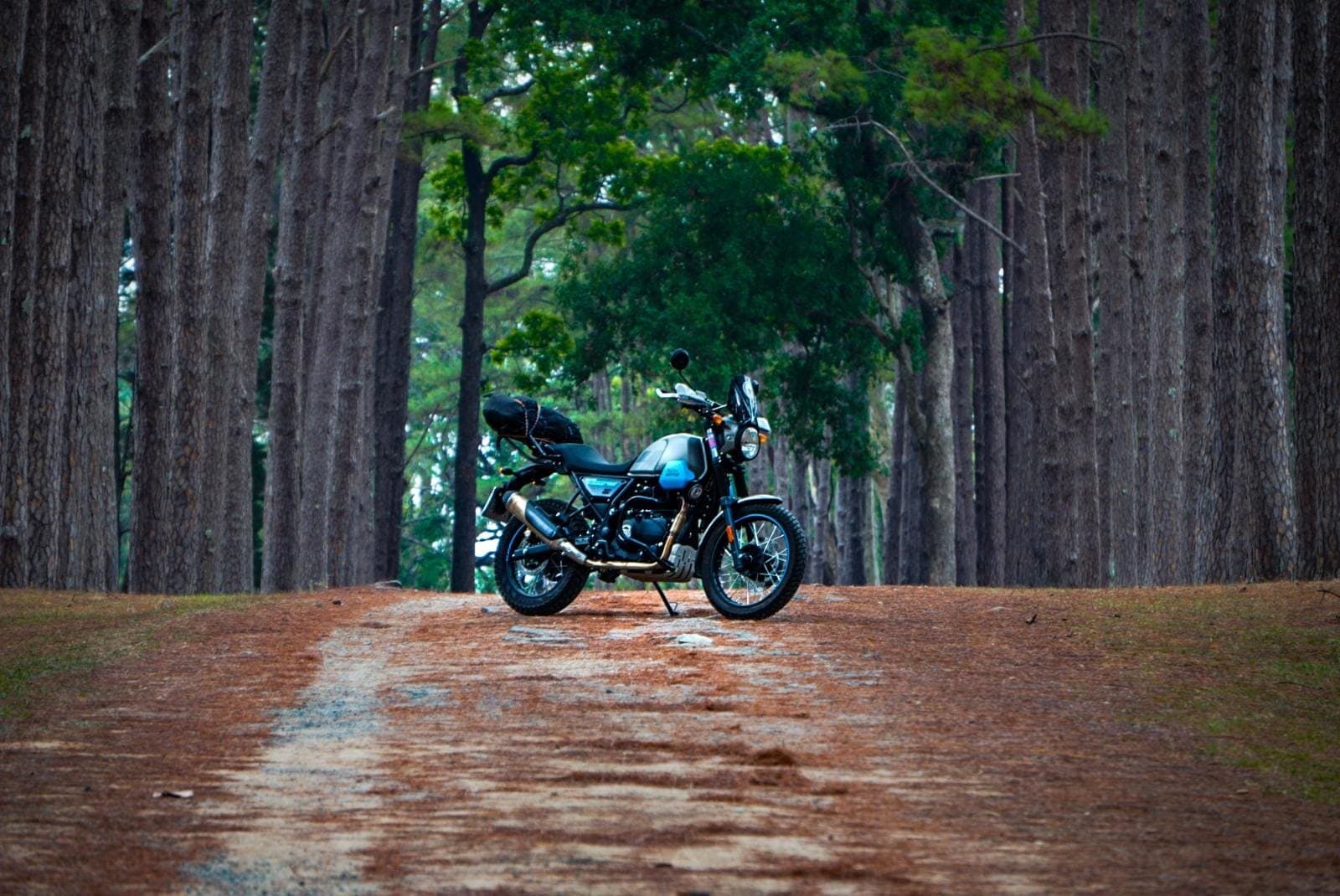 A Royal Enfield Scram 411 from the CBTT rental fleet on a pine-forest track